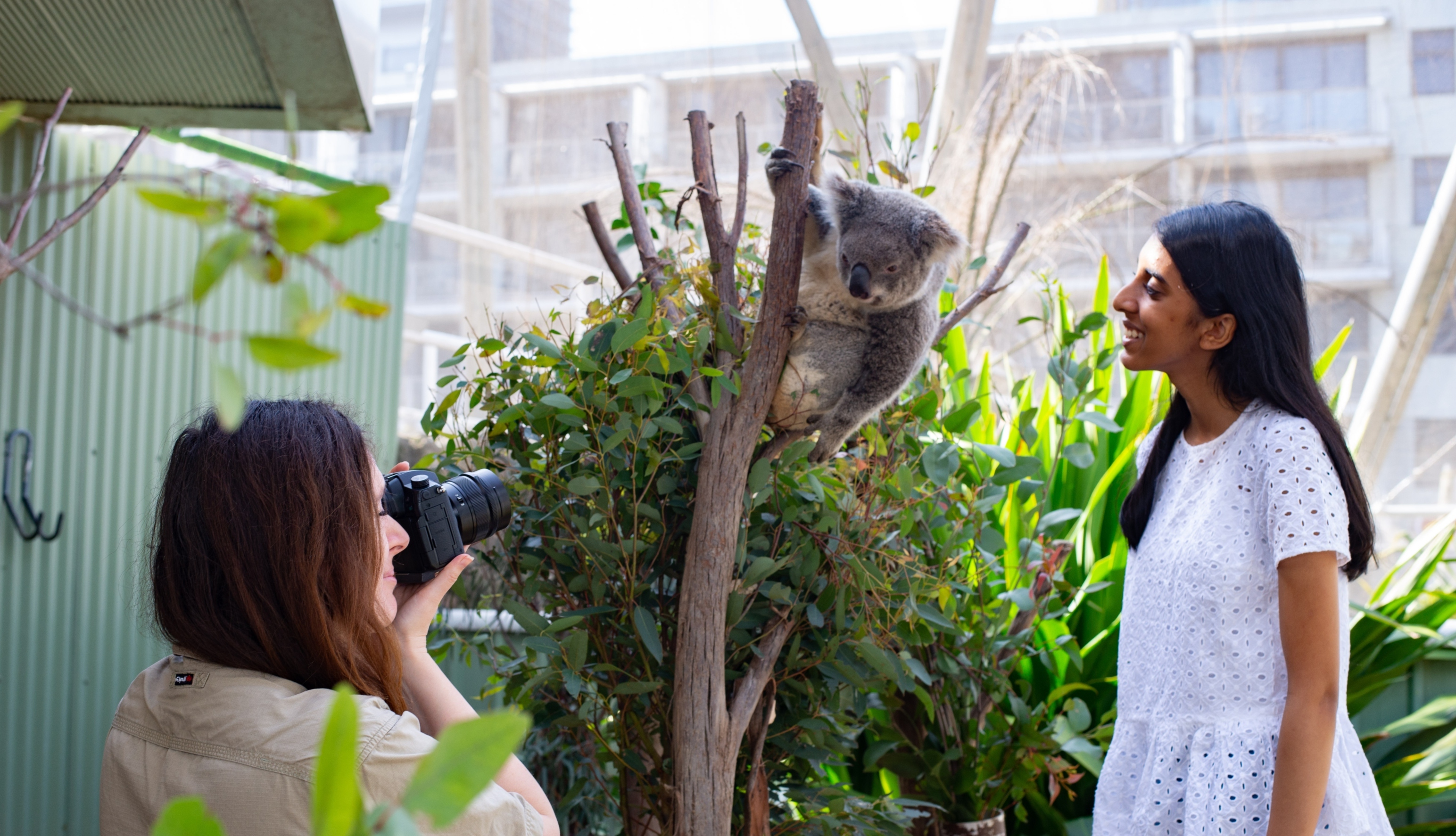 sydney zoo virtual tour